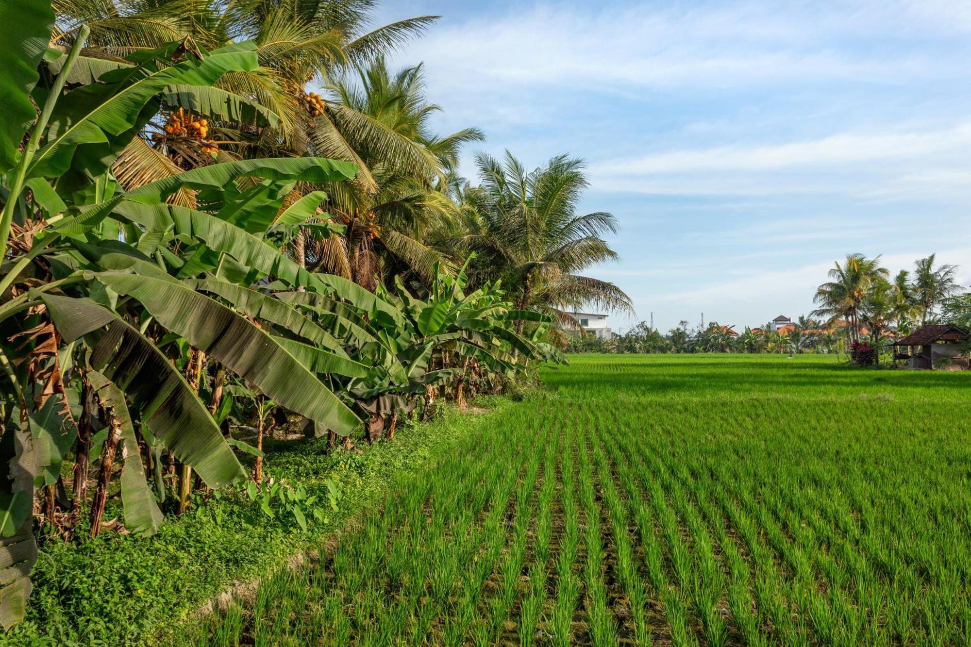 Green Flow Ubud Villas III מראה חיצוני תמונה