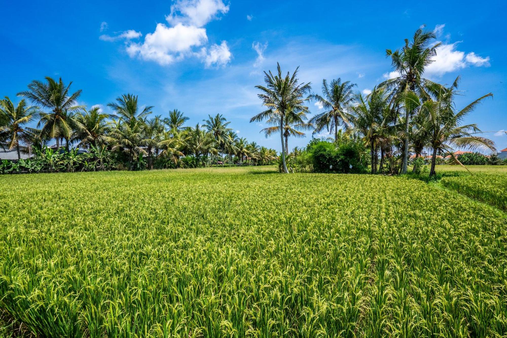 Green Flow Ubud Villas III מראה חיצוני תמונה